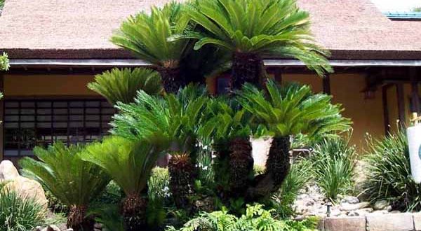 Cây Vạn Tuế có nên trồng trước nhà để KÍCH TÀI, KÍCH LỘC hay không?