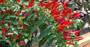 Có nên trồng cây ớt trước nhà, trong nhà không?