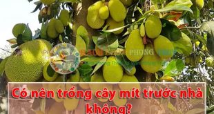 Có nên trồng cây mít trước nhà không?