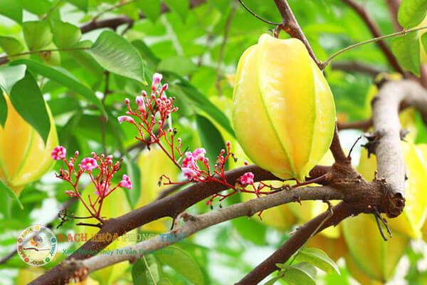 Cây Khế cũng là cây ăn quả nên trồng trước nhà