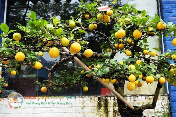 Nên trồng cây ăn quả gì trước nhà?